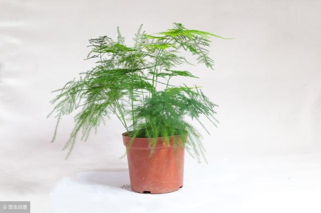 適合冬季養的綠植_冬天養什么綠植比較容易存活_冬季養綠植適合什么花