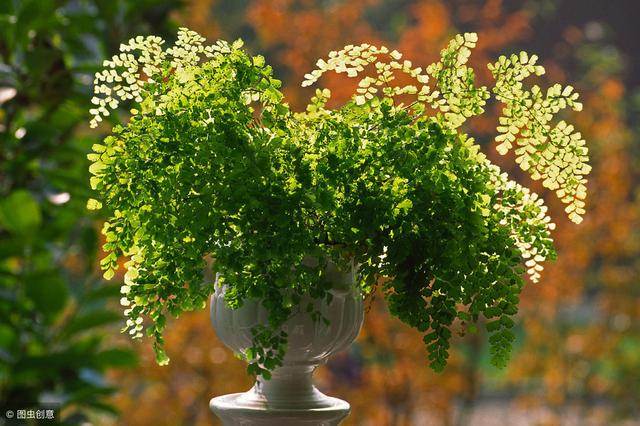 冬季養綠植適合什么花_冬天養什么綠植比較容易存活_適合冬季養的綠植