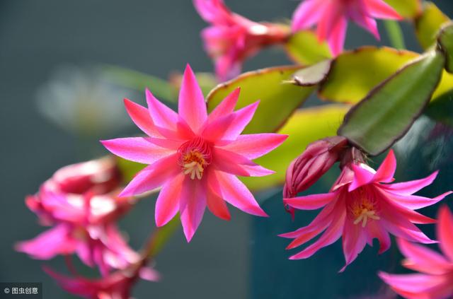 冬天養什么綠植比較容易存活_適合冬季養的綠植_冬季養綠植適合什么花