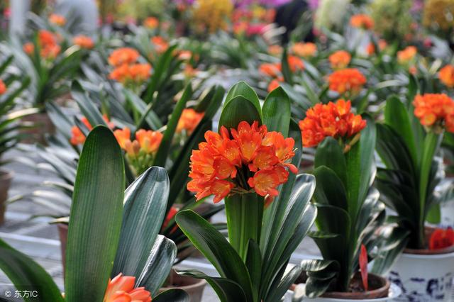 適合冬季養的綠植_冬天養什么綠植比較容易存活_冬季養綠植適合什么花