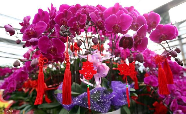 冬季養綠植適合什么花_適合冬季養的綠植_冬天養什么綠植比較容易存活