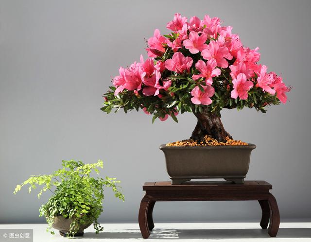 冬天養什么綠植比較容易存活_適合冬季養的綠植_冬季養綠植適合什么花