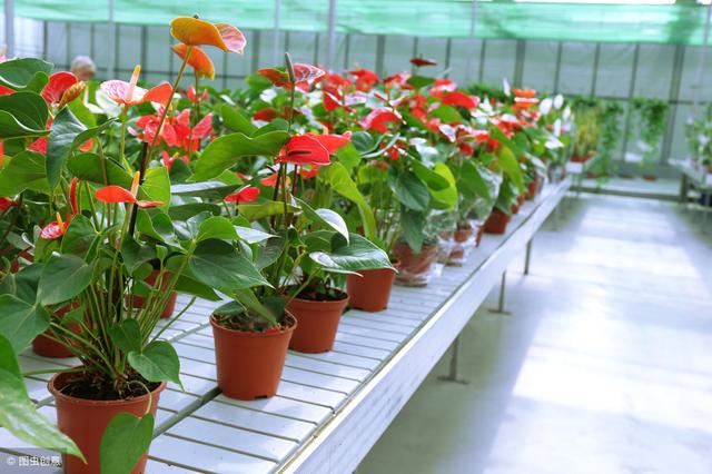 適合冬季養的綠植_冬天養什么綠植比較容易存活_冬季養綠植適合什么花