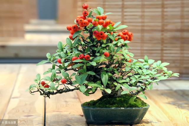冬季養綠植適合什么花_適合冬季養的綠植_冬天養什么綠植比較容易存活