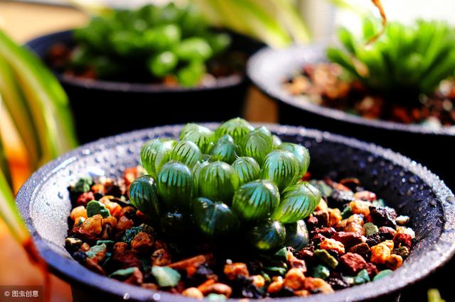 冬季養綠植適合什么花_冬天養什么綠植比較容易存活_適合冬季養的綠植