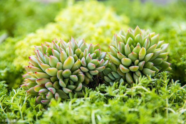 適合冬季養的綠植_冬季養綠植適合什么花_冬天養什么綠植比較容易存活