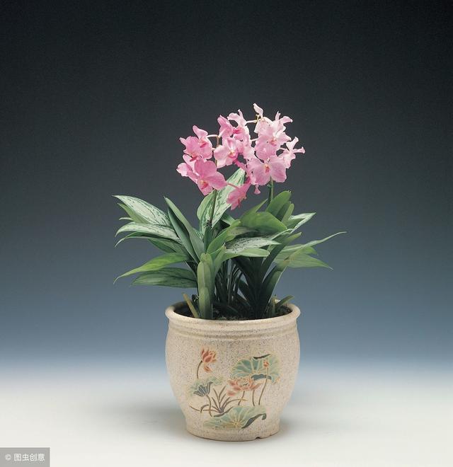 冬季養綠植適合什么花_適合冬季養的綠植_冬天養什么綠植比較容易存活