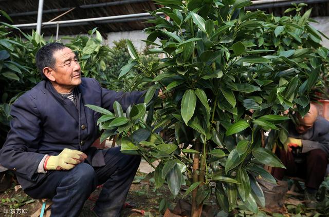 適合冬季養的綠植_冬季養綠植適合什么花_冬天養什么綠植比較容易存活