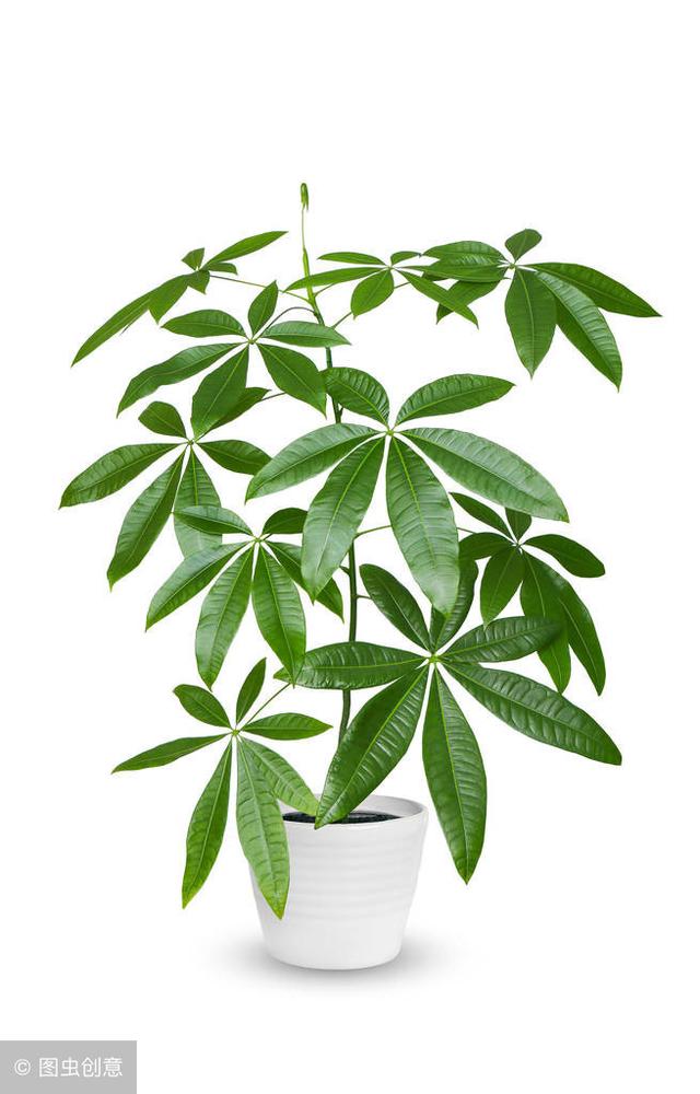 適合冬季養的綠植_冬天養什么綠植比較容易存活_冬季養綠植適合什么花