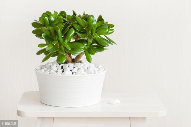 適合冬季養的綠植_冬天養什么綠植比較容易存活_冬季養綠植適合什么花
