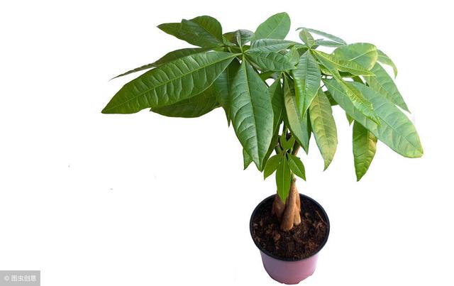 適合冬季養的綠植_冬季養綠植適合什么花_冬天養什么綠植比較容易存活