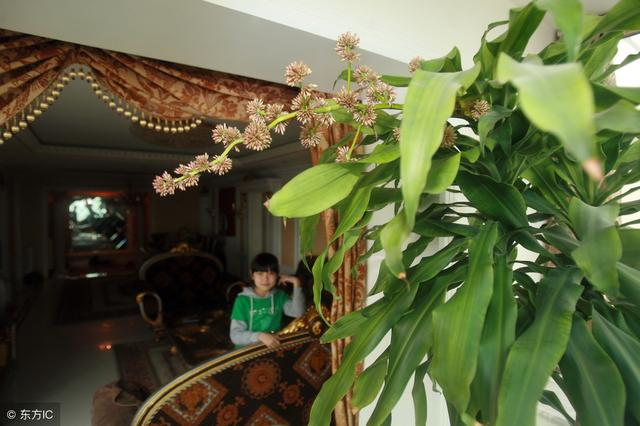 冬天養什么綠植比較容易存活_適合冬季養的綠植_冬季養綠植適合什么花