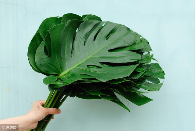 冬天養什么綠植比較容易存活_適合冬季養的綠植_冬季養綠植適合什么花