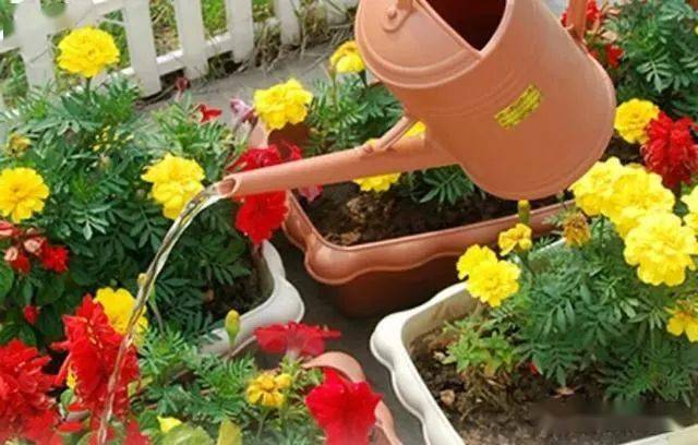 養花澆水，什么時候澆？怎么算澆透？1分鐘看明白！
