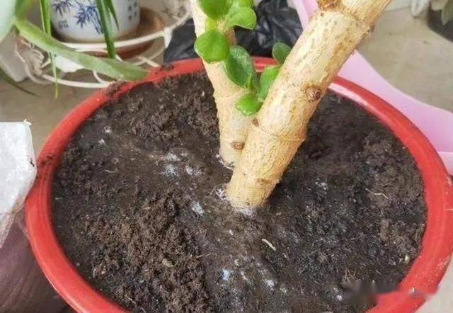 澆多肉水曬多久可以用_多肉一次澆多少水_澆多肉水壺怎么畫