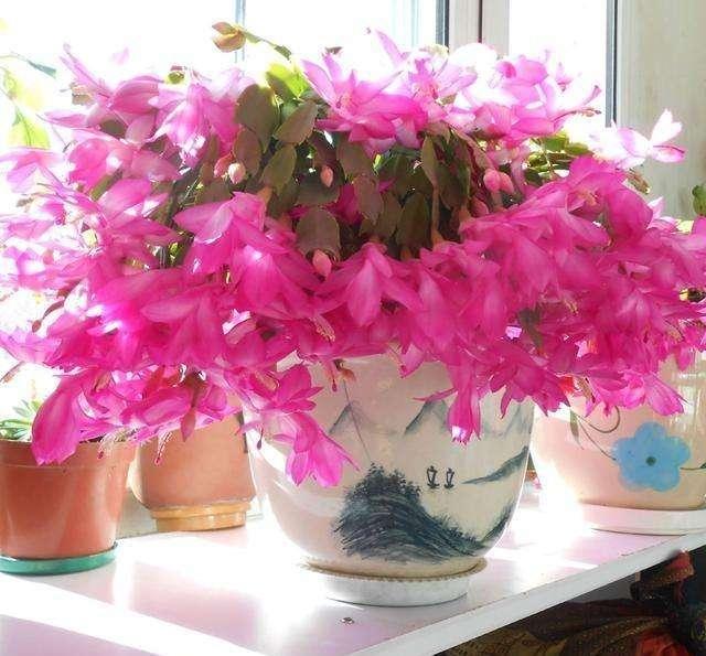 長日照花卉植物_長日照花卉_長日照花卉定義