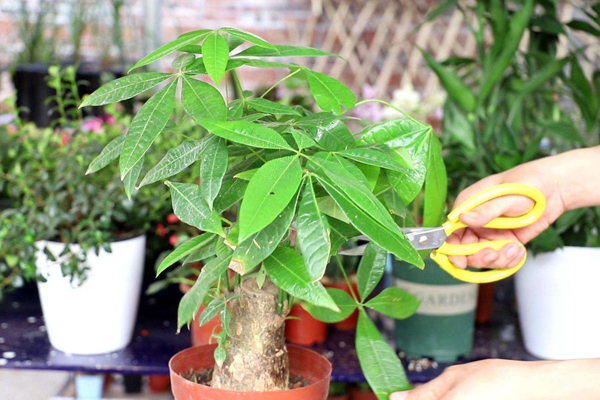 客廳放什么植物最好風水？客廳適合擺放的十大植物