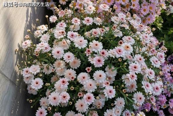 6種小型綠植，凈化“空氣”，適合客廳養護，一到春天呼呼長