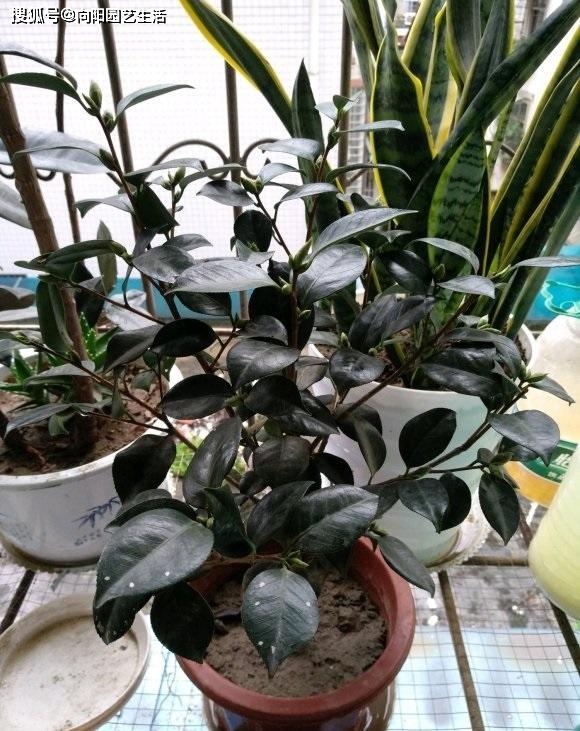 凈化室內空氣植物_凈化室內空氣的綠植_室內凈化空氣綠植