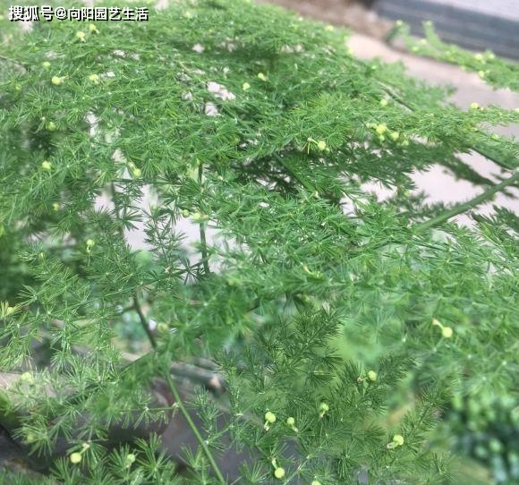 凈化室內空氣植物_凈化室內空氣的綠植_室內凈化空氣綠植
