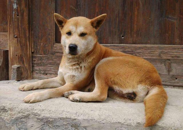中華田園犬明明很優秀，為什么越來越多的人，瞧不起土狗？