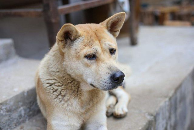 田園犬中華訓練基地地址_中華田園犬怎么訓練_最漂亮的中華田園犬訓練