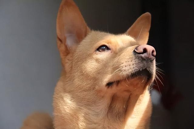 田園犬中華訓練基地地址_最漂亮的中華田園犬訓練_中華田園犬怎么訓練