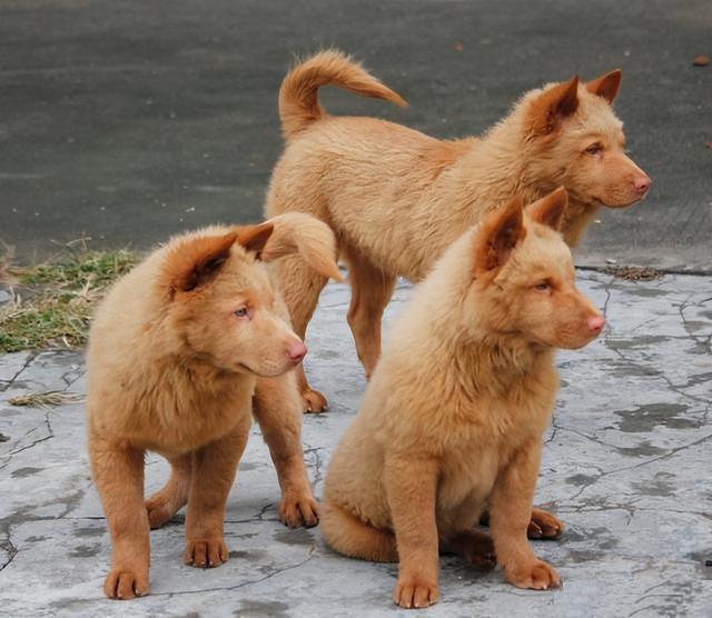 田園犬中華訓練基地地址_中華田園犬怎么訓練_最漂亮的中華田園犬訓練