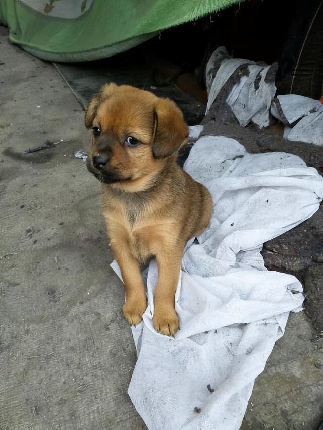 田園犬中華訓練基地地址_中華田園犬怎么訓練_最漂亮的中華田園犬訓練