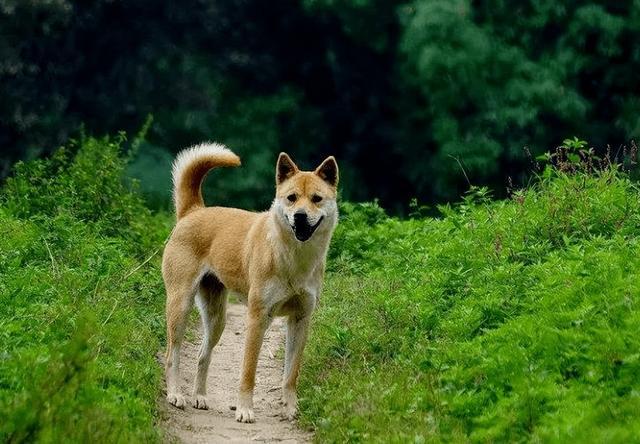 中華田園犬怎么訓練_田園犬中華訓練基地地址_最漂亮的中華田園犬訓練