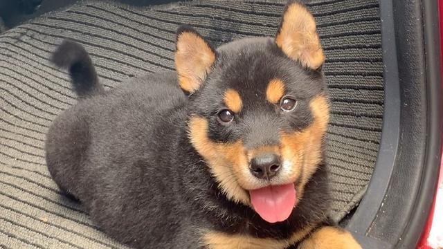 中華田園犬怎么訓練_田園犬中華訓練基地地址_最漂亮的中華田園犬訓練