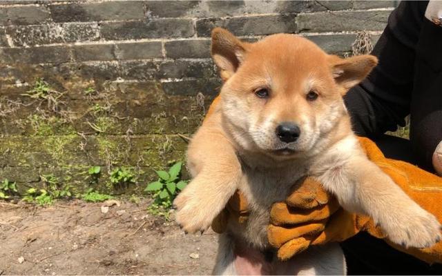 田園犬中華訓練基地地址_最漂亮的中華田園犬訓練_中華田園犬怎么訓練