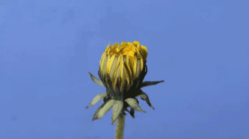 清明節送啥花_清明節送的花是什么花_清明節送什么花好