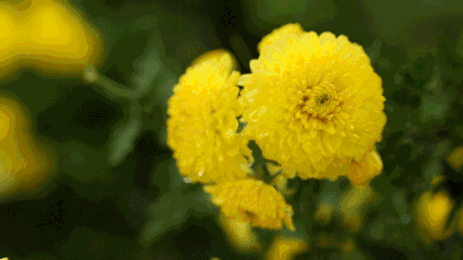 清明節送什么花好_清明節送啥花_清明節送的花是什么花
