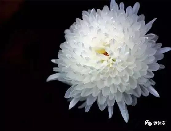 清明節送的花是什么花_清明節送啥花_清明節送什么花好