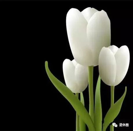 清明節送啥花_清明節送的花是什么花_清明節送什么花好