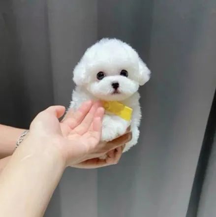 博美好泰迪好_博美和泰迪哪個好養_泰迪博美哪個更適合家庭養