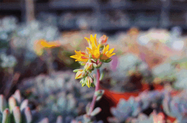 花卉批發中心_花卉基地批發在哪里_仿真花卉批發市場地址