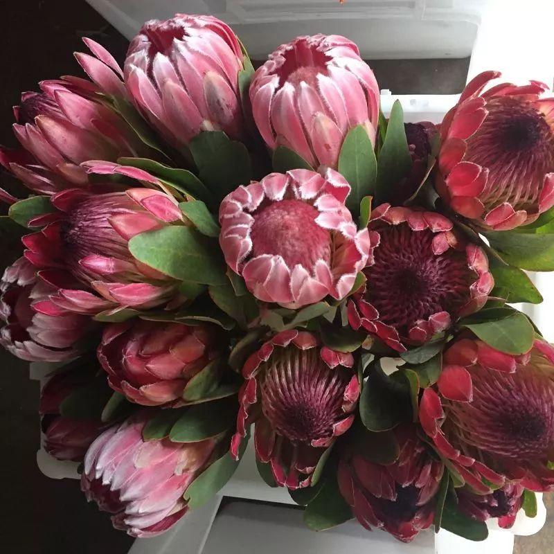 花卉基地批發在哪里_花卉批發中心_仿真花卉批發市場地址