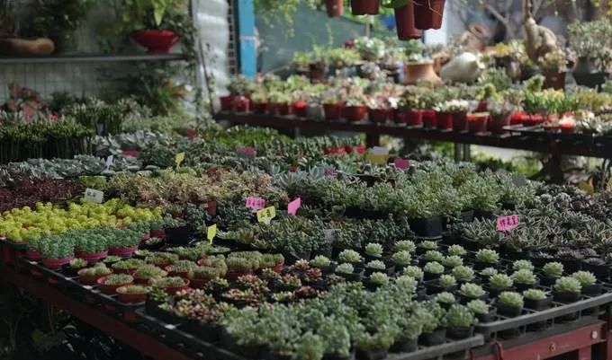 花卉基地批發在哪里_仿真花卉批發市場地址_花卉批發中心