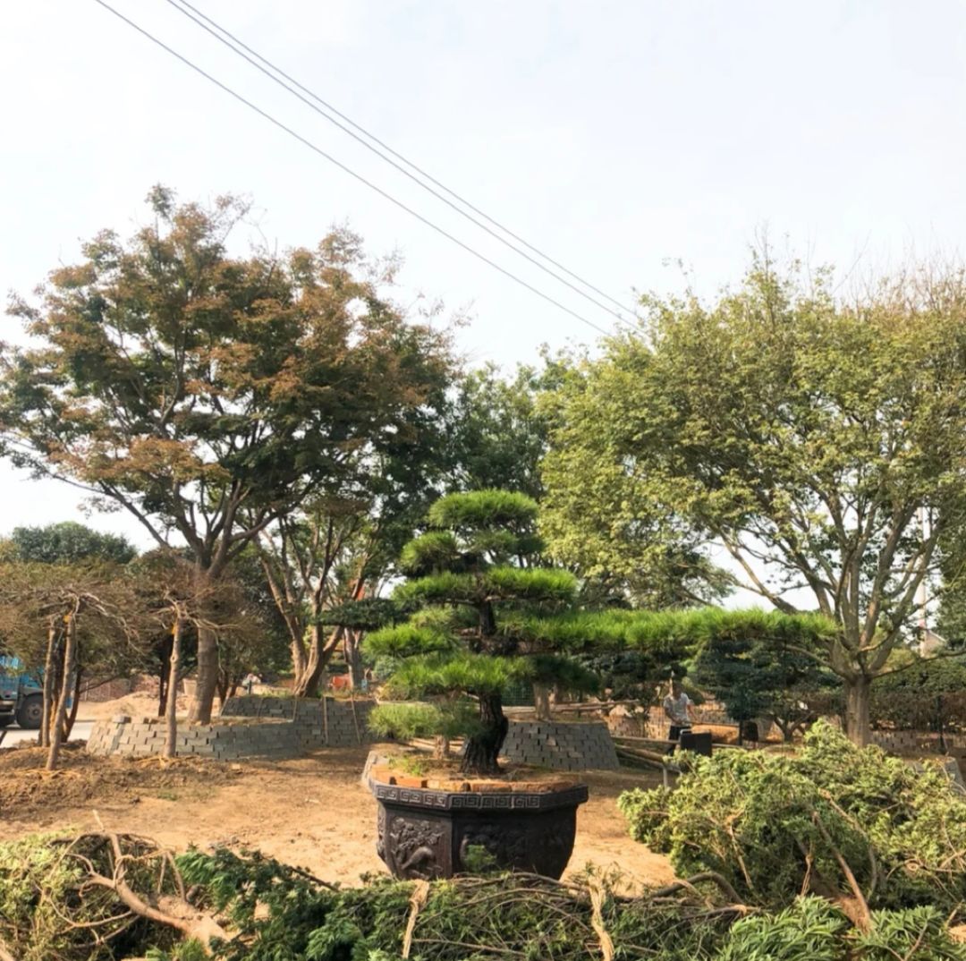 仿真花卉批發市場地址_花卉基地批發在哪里_花卉批發中心