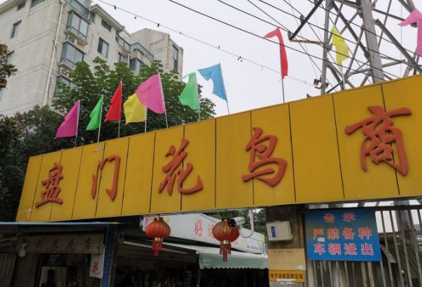 花卉基地批發在哪里_仿真花卉批發市場地址_花卉批發中心