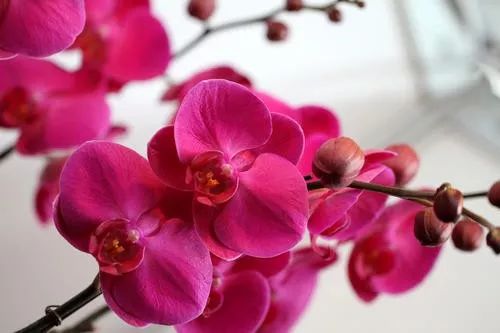花卉基地批發在哪里_花卉批發中心_仿真花卉批發市場地址
