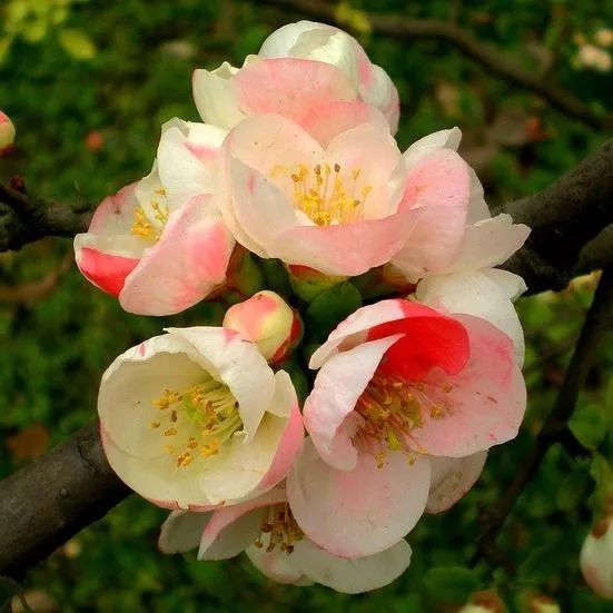 花卉基地批發在哪里_花卉批發中心_仿真花卉批發市場地址