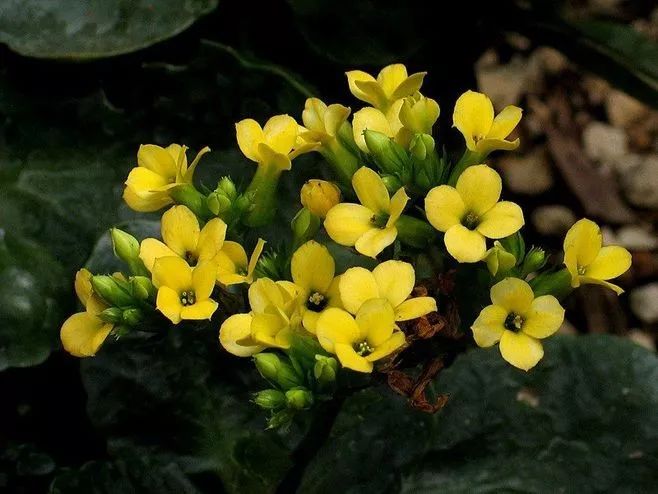 花卉批發中心_花卉基地批發在哪里_仿真花卉批發市場地址