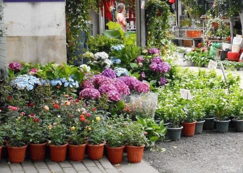 花卉基地批發在哪里_花卉批發中心_仿真花卉批發市場地址
