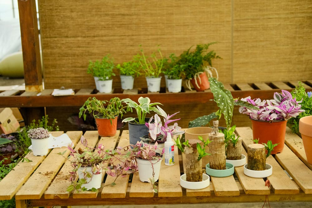 室內養適合花卉有哪些_適合養在室內的花_室內養適合花草的植物