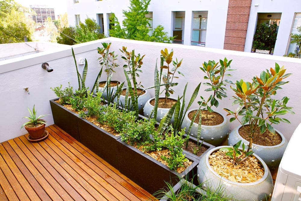 室內養適合花卉有哪些_適合養在室內的花_室內養適合花草的植物