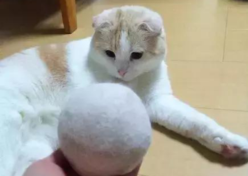 貓舔毛是不是有蟲子_貓舔毛是怎么回事_舔貓毛回事是什么病