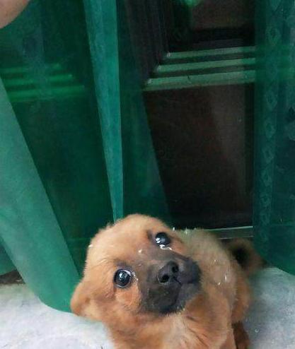 流浪狗徘徊在街上找吃的，身上黏了一身白點，逼得女孩強迫癥犯了